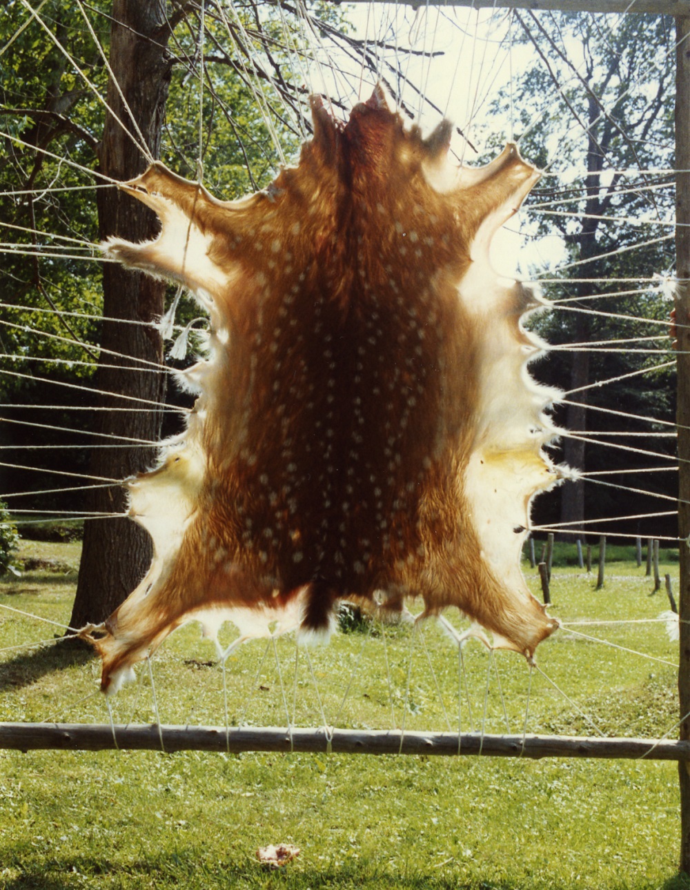 A stretched deer hide with fur facing the camera and the sun behind. Hide Tanning with Morgan Baillargeon and Paul Lennox - 1989