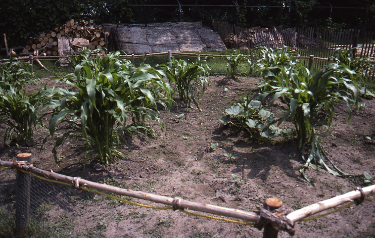 The 1990s recreated garden at the Lawson Site is visible in the foreground. Most recognizable are the corn plants. The background features a log pile and bark debris