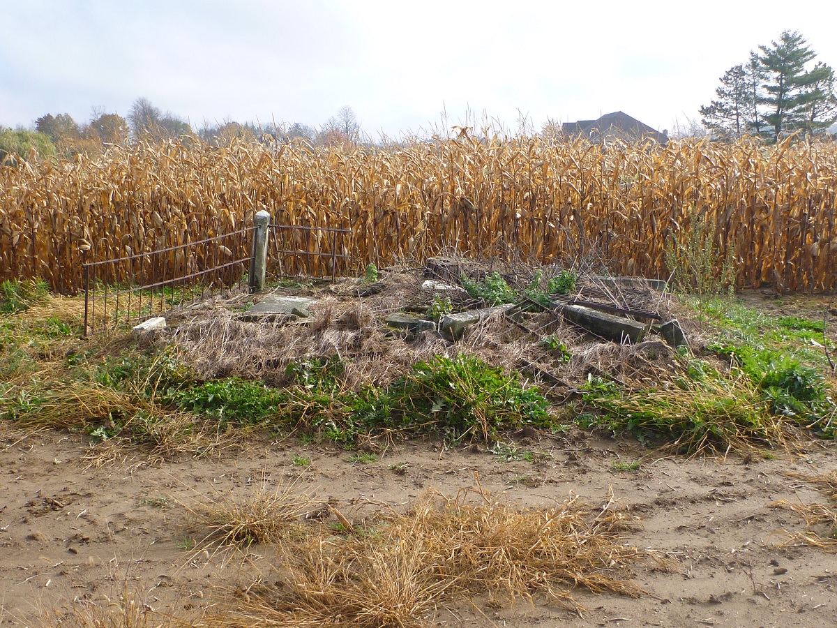 The ruined remains of a private cemetery including former fencing and headstones are visible in a weed laden pile next to a corn field.