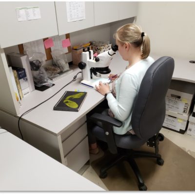 Breanne Reibl sits at a desk looking at a sample through a microscope.