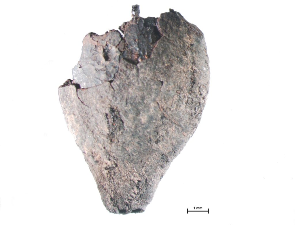 A microscopic image of a charred maize kernel taken during archaeobotanical analysis