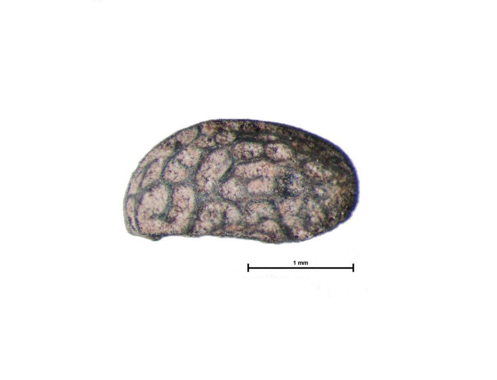 A microscopic image of a rubus seed taken during archaeobotanical analysis