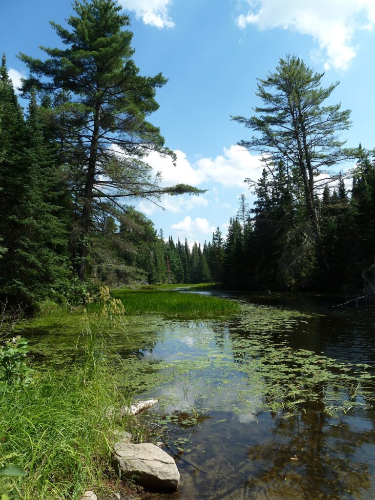 A creek surrounded by forest